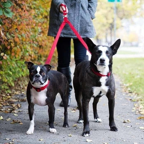 Double Dog Leash Lead Coupler - Walk and Control 2 Dogs Easily 1.5cm Width