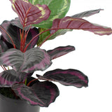 52cm Burgundy Calathea Plant in Pot Artificial Plant Flower Faux Decor