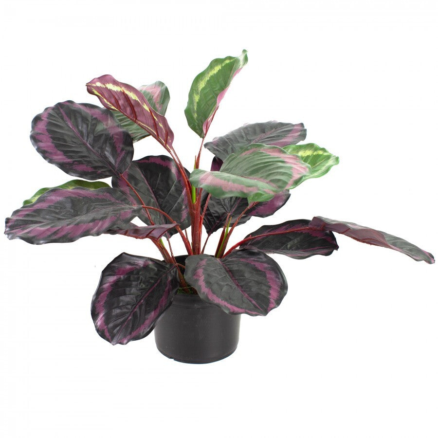 52cm Burgundy Calathea Plant in Pot Artificial Plant Flower Faux Decor