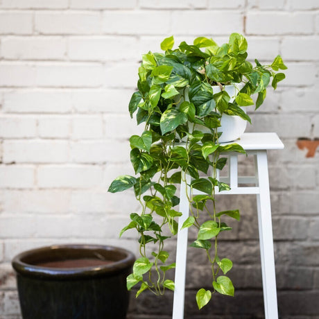 104cm Pothos Bush in Hanging Planter in Pot (with Rope) Artificial Flower Plant Green