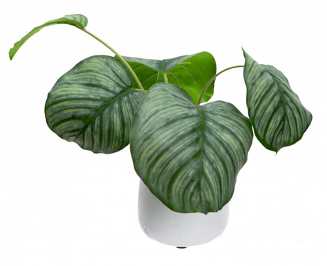 30cm Faux Calathea Bush in Ceramic Pot Artificial Plant Tabletop Flower Décor