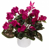 34cm Potted Faux Cyclamen Plant in Pot Artificial Flower Plant Decor - Fuchsia