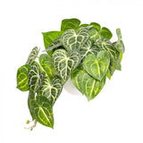 46cm Potted Faux Caladium Bush in Pot Artificial Flower Plant Green Decor