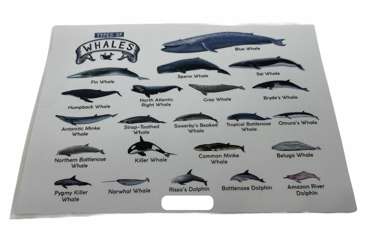 TYPES OF WHALES A4 Matte Laminated Poster Print Fish - 210mm x 297mm