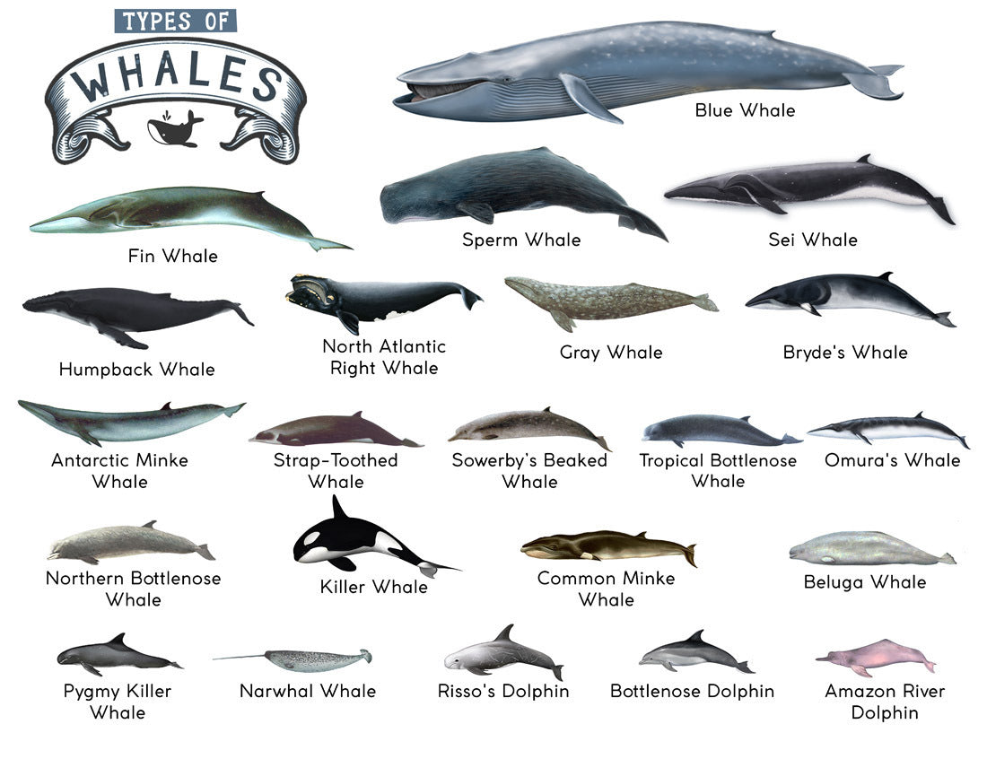 TYPES OF WHALES A4 Matte Laminated Poster Print Fish - 210mm x 297mm