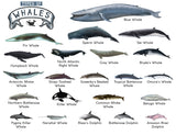 TYPES OF WHALES A4 Matte Laminated Poster Print Fish - 210mm x 297mm